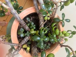 Geldbaum Crassula ovata grosse Pflanze im Topf