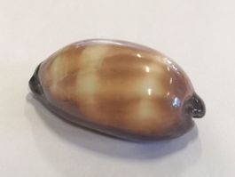 Cypraea Talpa Maulwurfskauri Meerschnecke Muschel 6,2cm