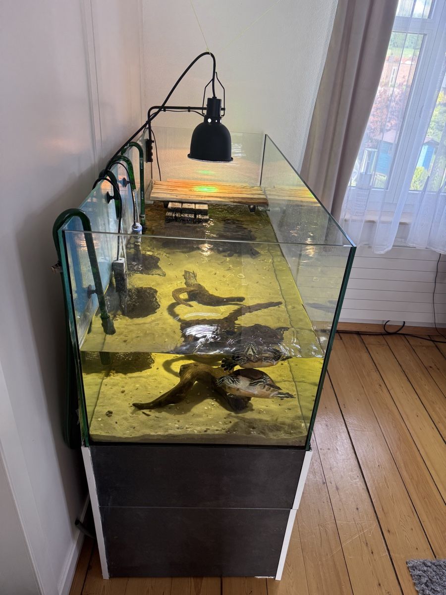 Acquari: Aquarium mit Schildkröten – Usato da Embrach venduto da Bokis 3