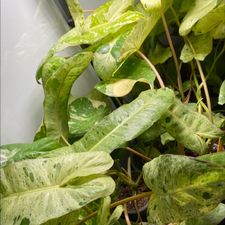 Profile image of Maldita.Plants