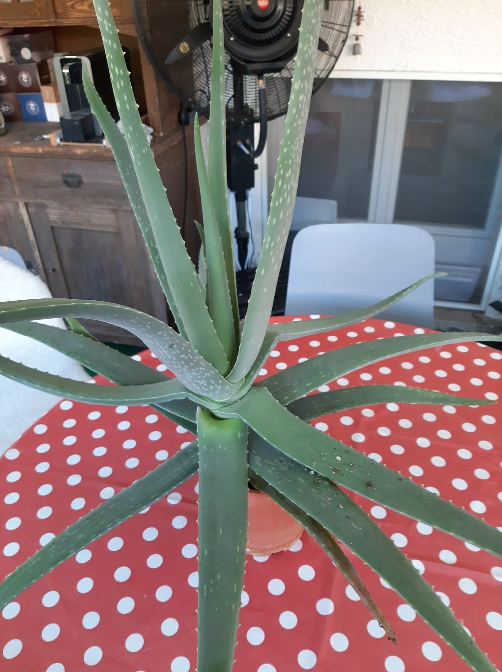 Plantes & graines: ALOE VERA Pflanze – D'occasion à Schlatt TG par Verdi51 2