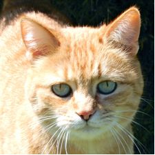 Profile image of randy02