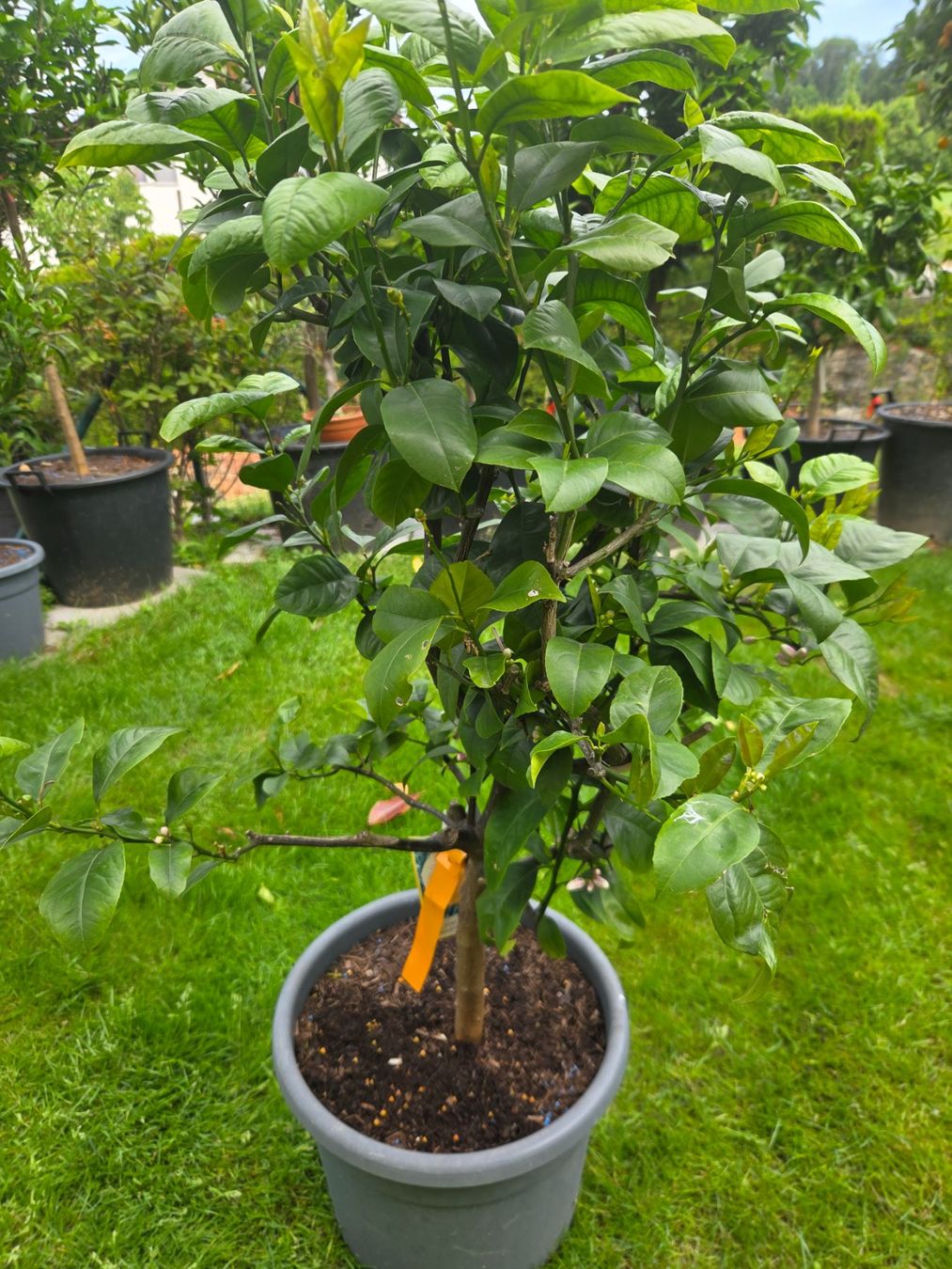 Piante & sementi: Orange baum  arcobal mit Früchten und Blüten – Usato da Unterlunkhofen venduto da tomnova 2