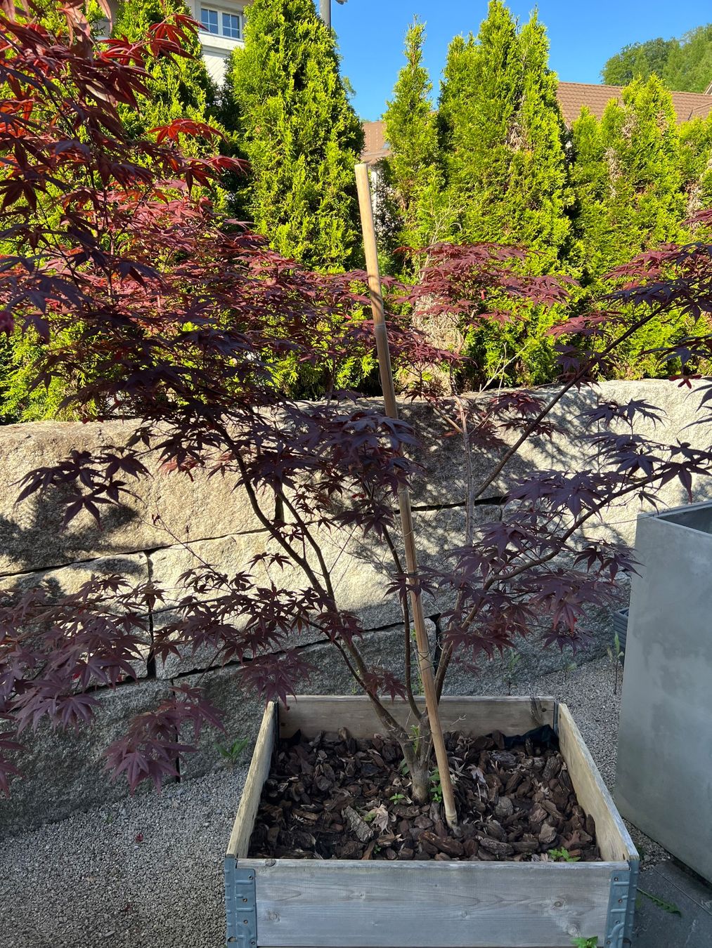 Plantes & graines: Japanischer Ahorn – D'occasion à Kaltbrunn par Fl.bischof