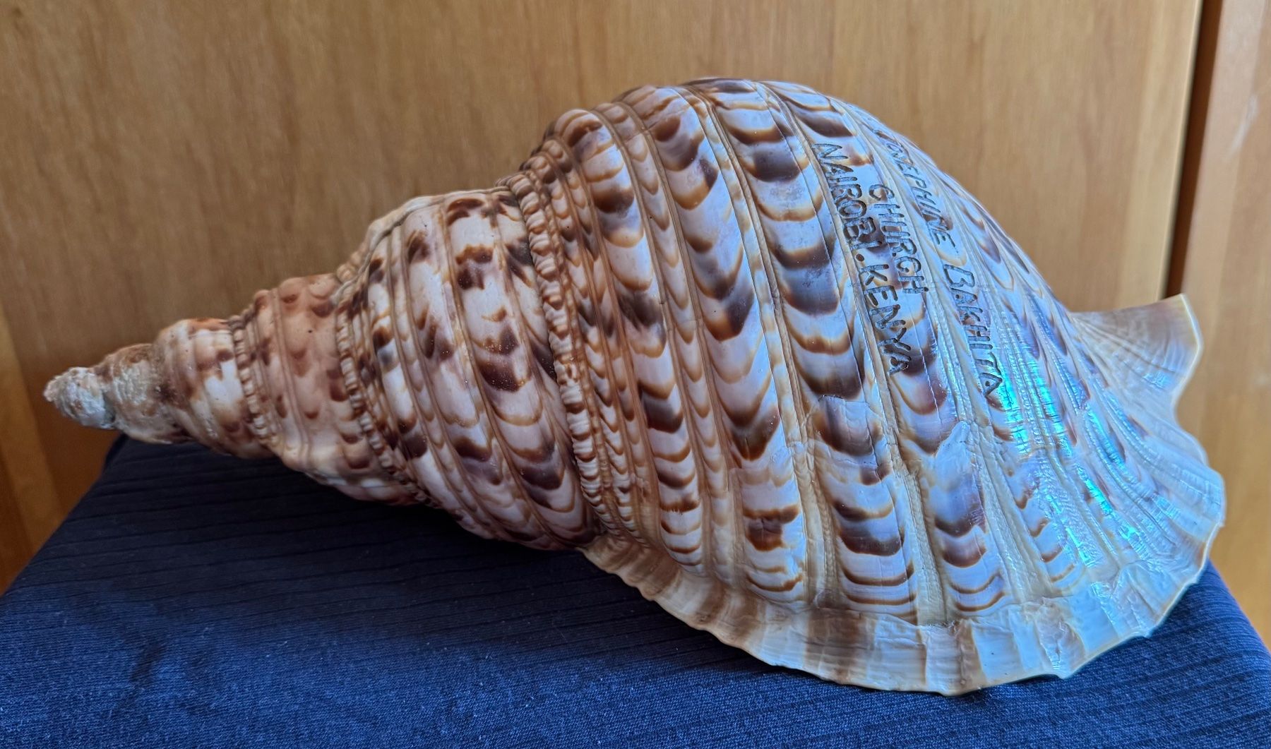 Fossili: Muschel 35cm gross intakt – Usato da Grabs venduto da Barbstucky 2