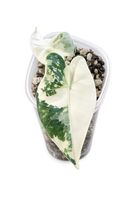 🌱🤍 Alocasia Frydek Albo Variegata 🤍🌱
