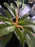 Houseplant, Cordyline Australis, Orange-stemmed