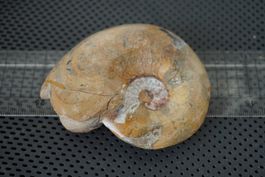 Ammonit Goniatit     , versteinert, fossil      Sammlerstück