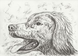 Zeichnung: Irischer Setter II