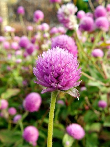 Piante & sementi: 50 Samen Kugelamarant Gomphrena LILAC Samen – Nuovo (secondo la descrizione) da Ehrendingen venduto da VerveinaSamen 5