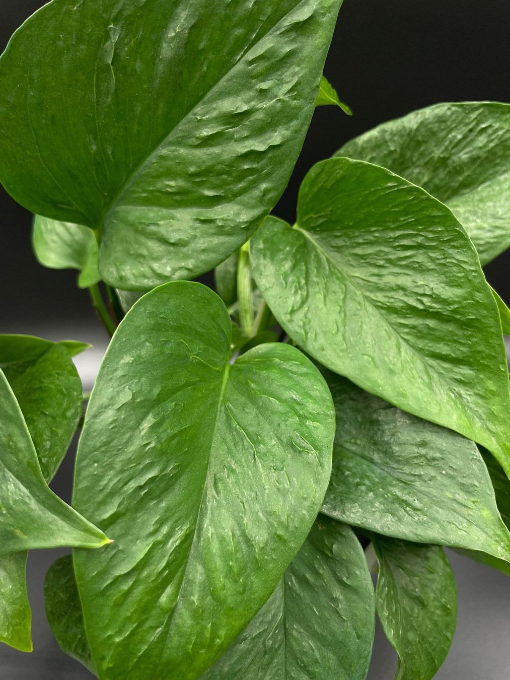 Piante & sementi: Epipremnum aureum 'Teruno Linda' – Nuovo (secondo la descrizione) da Bühler venduto da googelibear 2