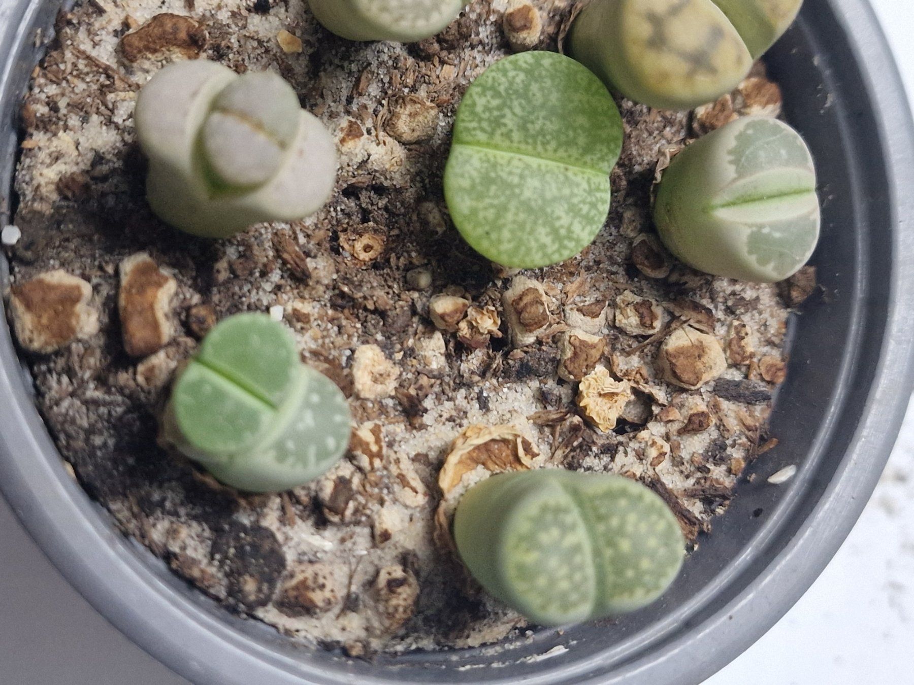 Pflanzen & Samen: Lithops Mix, Lebende Steine, 7 Stück – Gebraucht aus Uerkheim von Justi.y 2