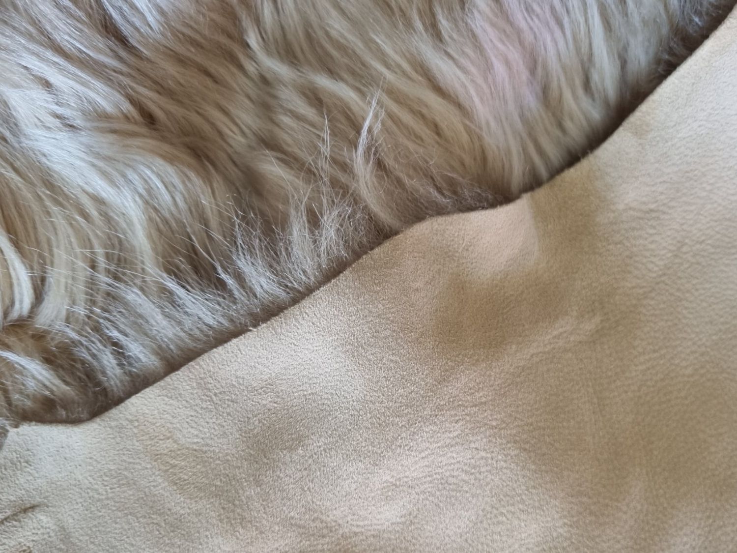 Tapis: Schaffell neu beige, echtes Fell – Neuf avec emballage d'origine à geroldswil par Gumball1 1