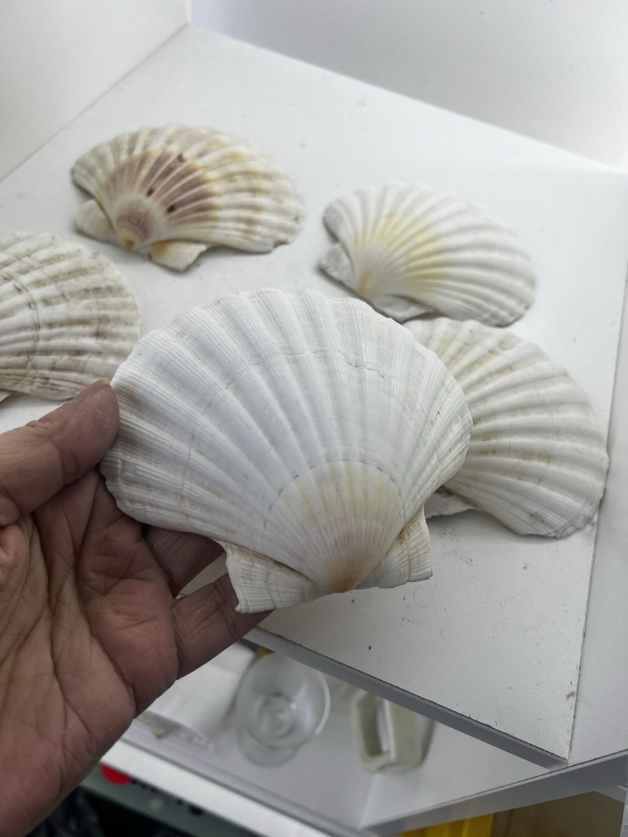 Fossilien: 6 riesige Muscheln – Gebraucht aus Wettingen von NickInc 1