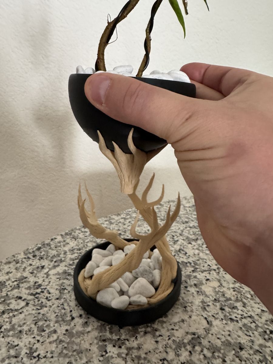 Piante & sementi: Fantasy Ficus Indoor Bonsai – Usato da Rümlang venduto da Gruseh.ch 2