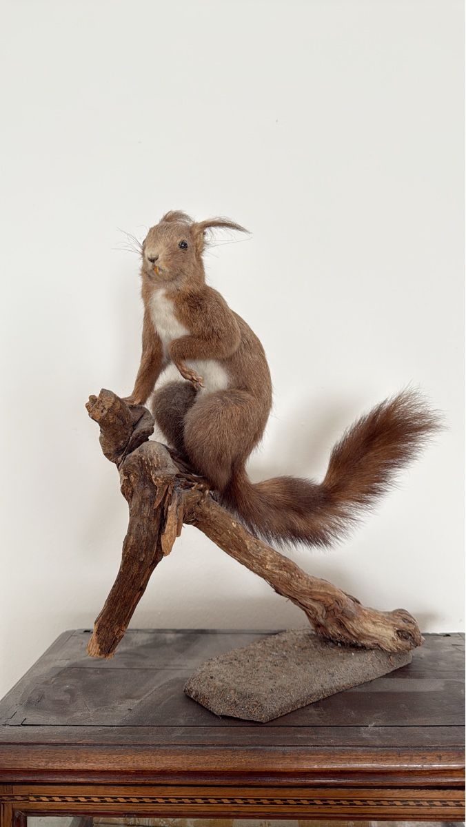 Monde des animaux: Präpariertes Eichhörnchen auf Holz – D'occasion à Basel par Ramses1179
