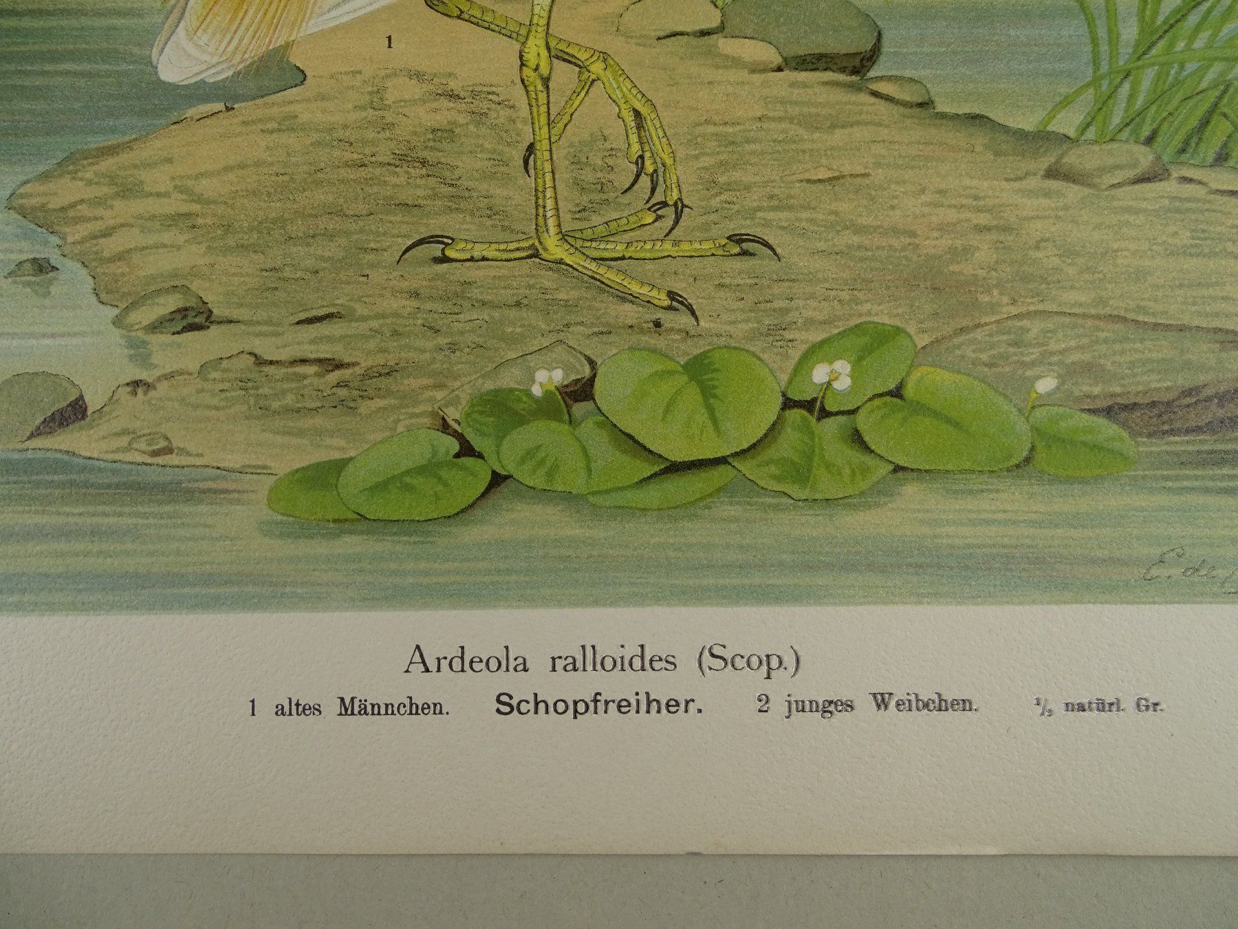 Incisioni: SCHOPFREIHER, CHROMOLITHOGRAPHIE UM 1900 – Usato da Grüningen venduto da Kartensammler 4