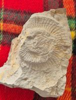Fossile Ammonite - Découverte Unique pour Collectionneur