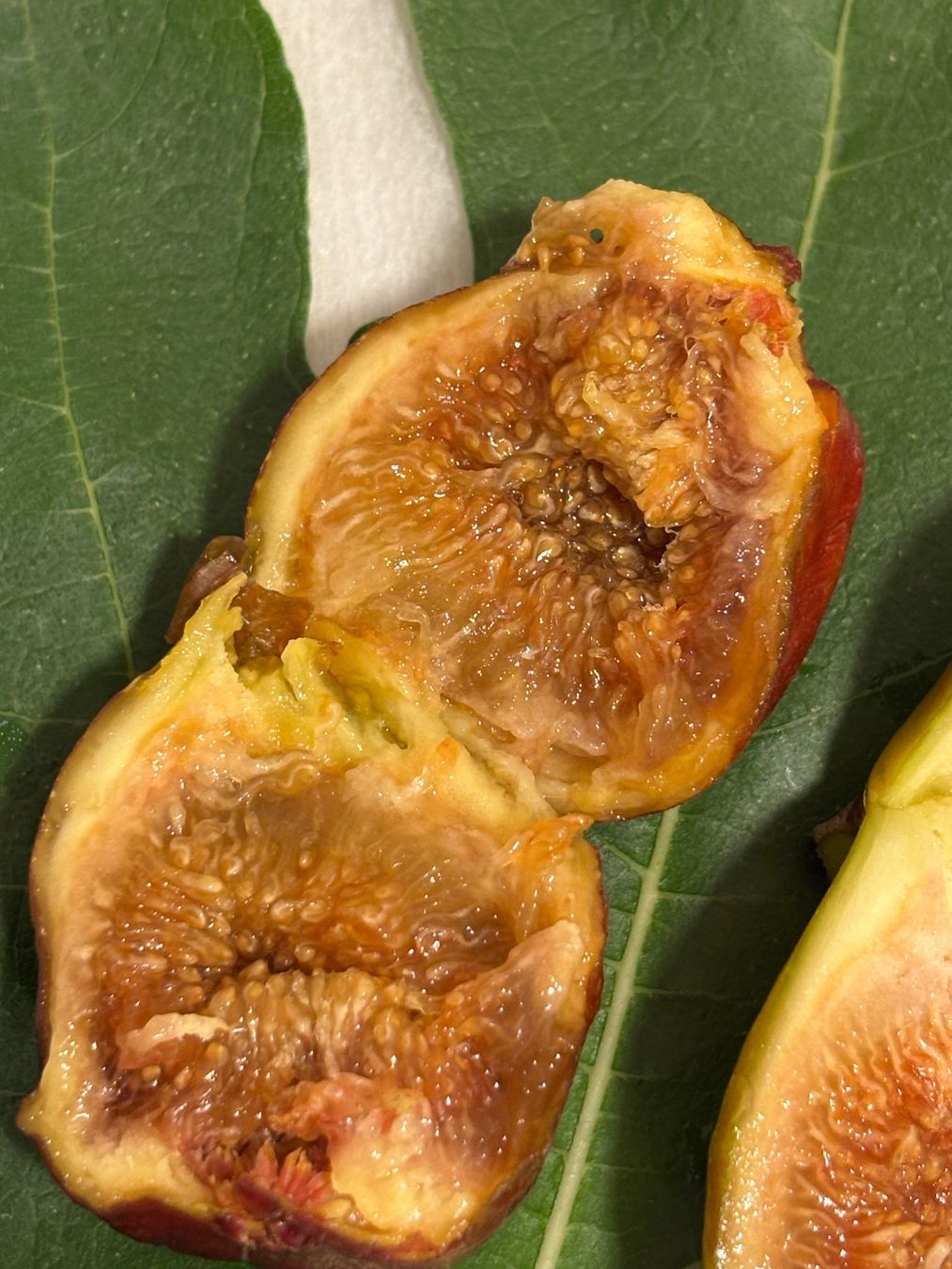 Plantes & graines: Feigenbaum 2 Stück – D'occasion à Wil SG par Mogli301 3