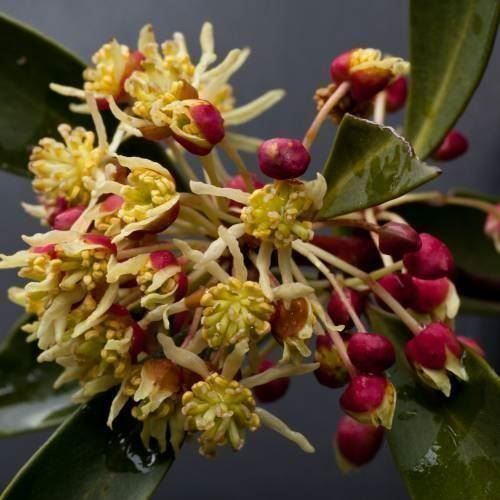 Piante & sementi: Poivrier de Tasmanie   4 PLANTS – Nuovo (secondo la descrizione) da Bremblens venduto da FIBONACCI369 3
