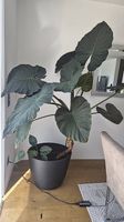 Große Alocasia (Elefantenohr)