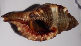 MONOPLEX PILEARIS; MUSCHEL-BESTE FARBEN, 7 CM -GEM QUALITÄT