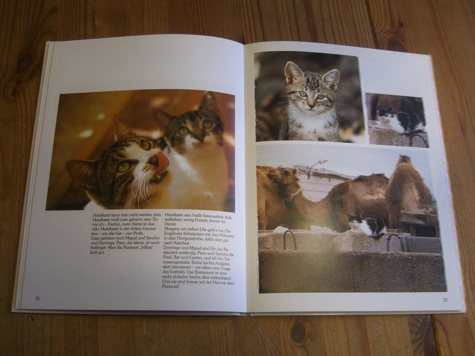 Libri: wunderschönes Katzenbuch "Katz & Co." – Nuovo (secondo la descrizione) da Winterthur venduto da Gaia 5