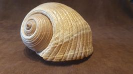 Conchiglia marina Tonna Galea