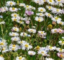 Ab 5.- fr 10 SAMEN Wildes Gänseblümchen