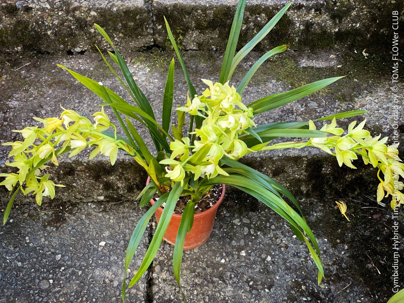 Piante & sementi: Cymbidium Hybride Tiny Green-Yellow-White Orchidee – Nuovo e nell'imballaggio originale da Adliswil venduto da astom369 1