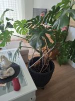 (Monstera Deliciosa?) Zimmerpflanze