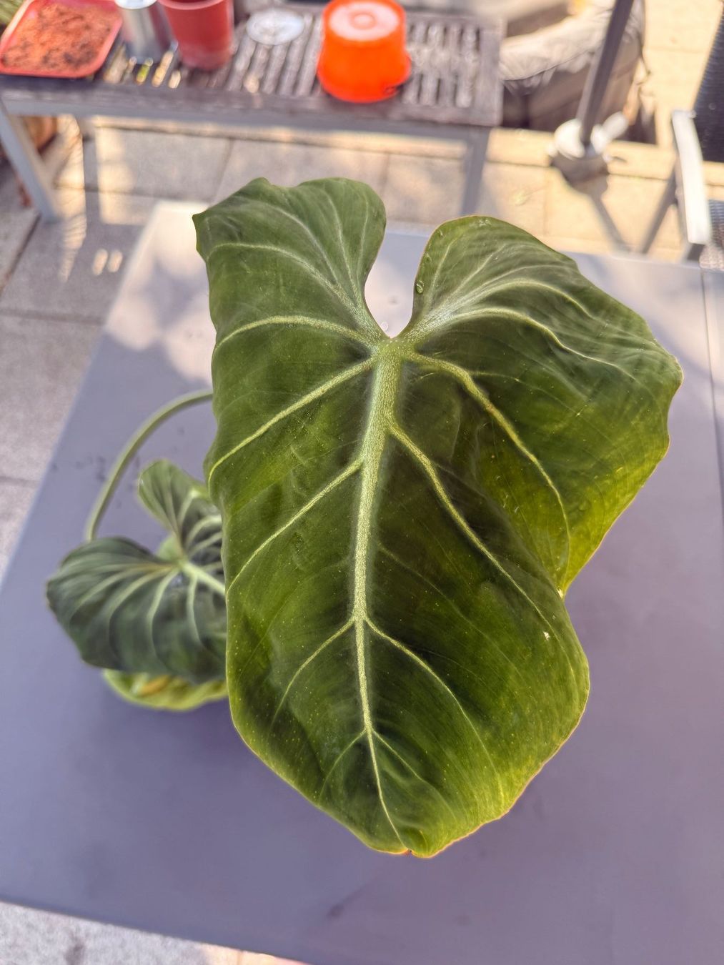 Piante & sementi: Philodendron Gloriosum – Usato da Rafz venduto da jca_98p5