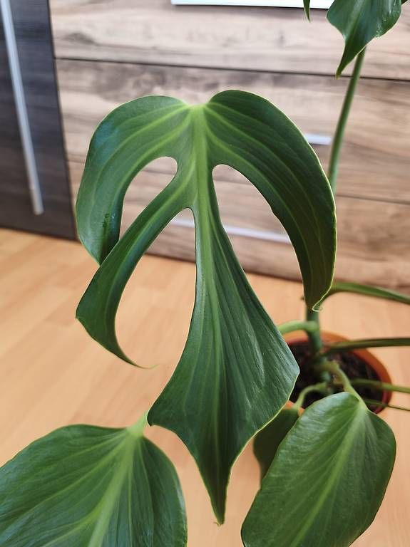 Piante & sementi: Monstera burle marx flame – Usato da Kaisten venduto da lys_zzy8 2