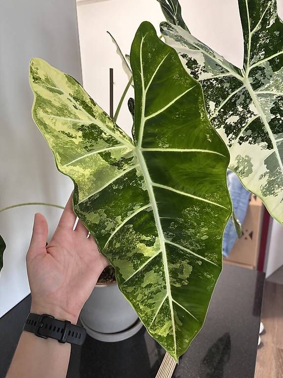 Piante & sementi: Grosse Alocasia Frydek Variegata – Usato da Oberbuchsiten venduto da Muskatellerchen 4