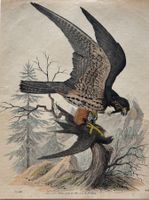 Lithographie um 1850 - Ornithologie, Baumfalke