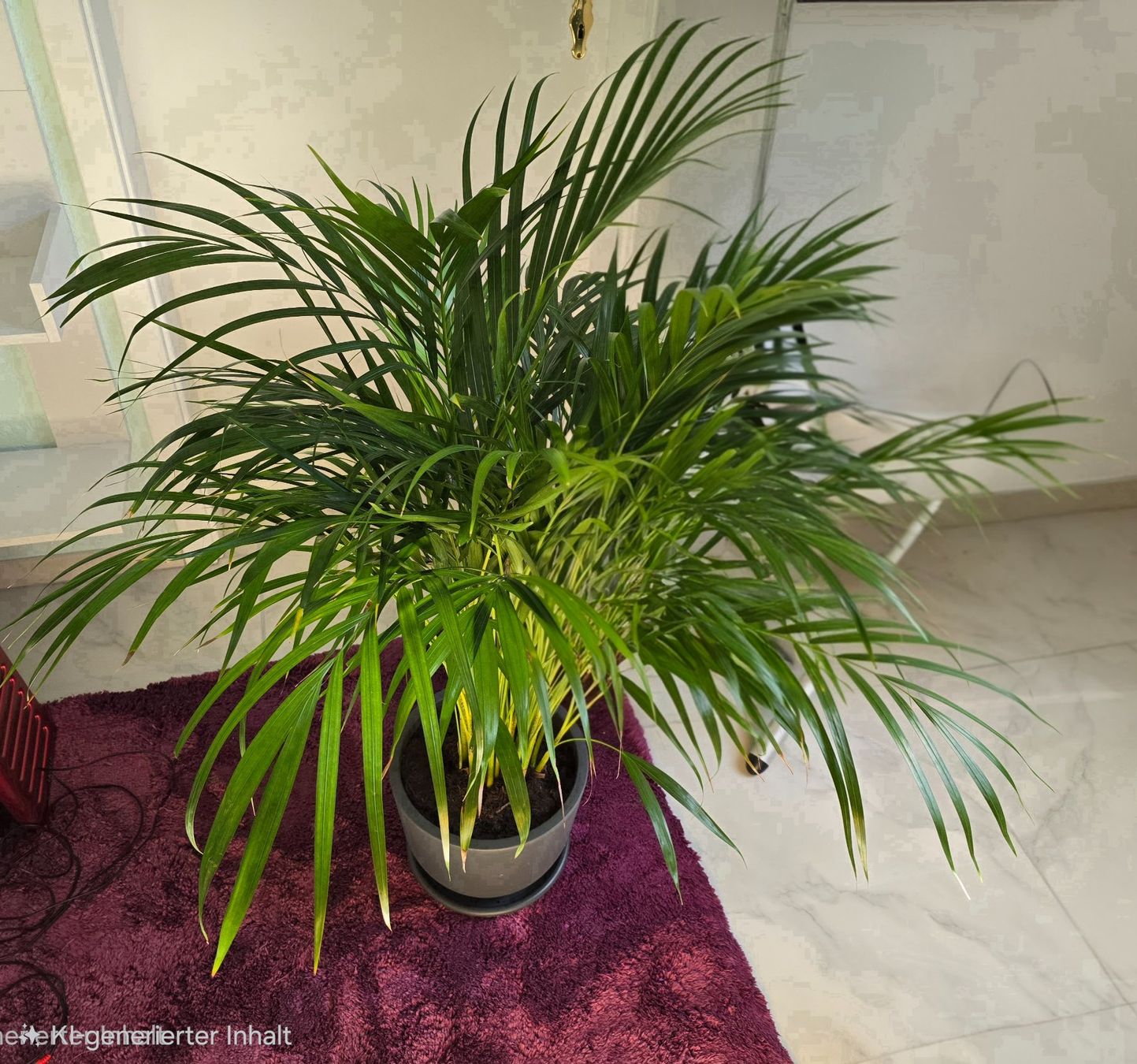 Plantes & graines: Goldfruchtpalme – Neuf (Voir description) à Aarburg par Glitzerzauber 2