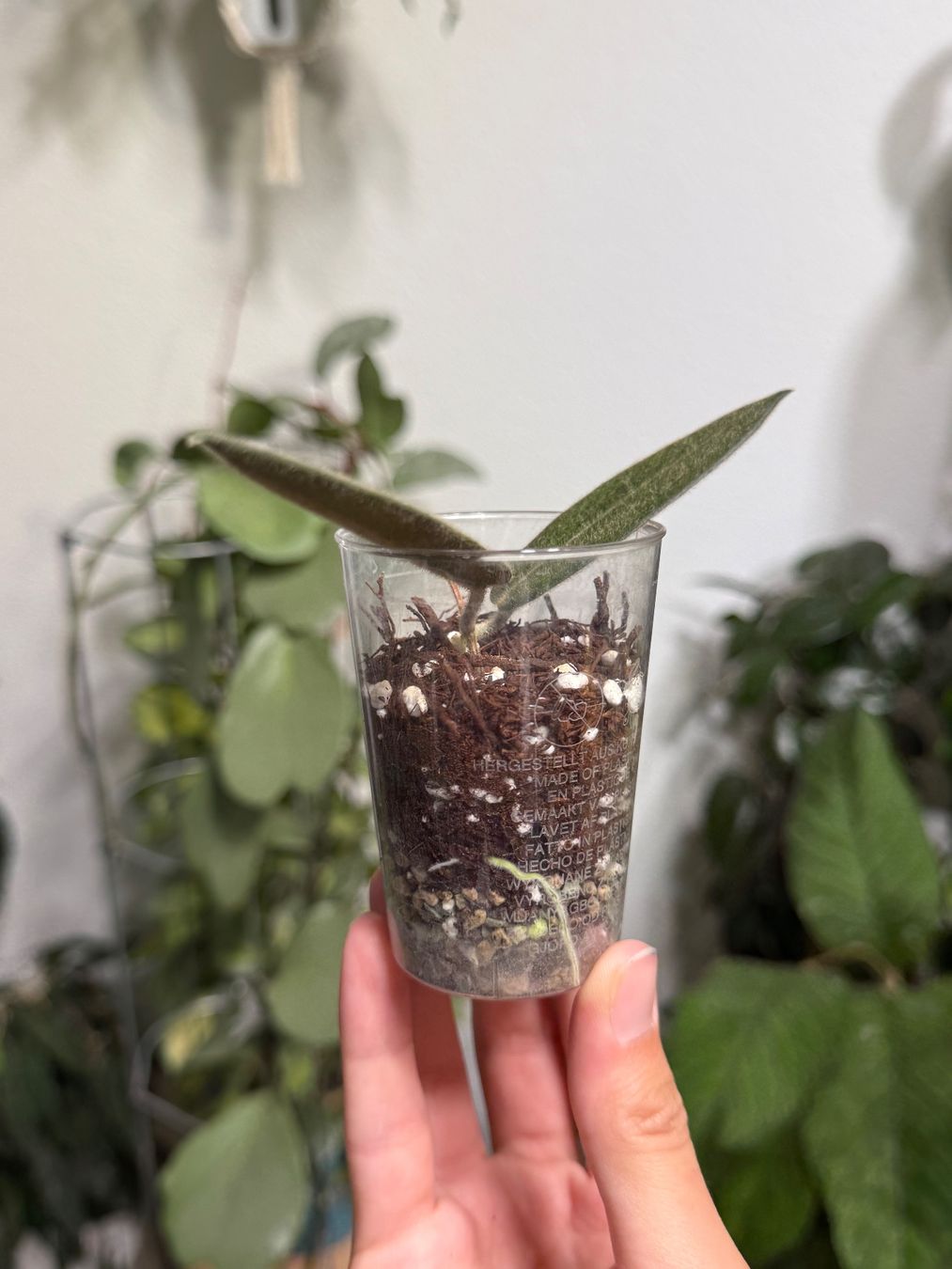 Pflanzen & Samen: Hoya hypolasia  ✨ – Neu (gemäss Beschreibung) aus Bachenbülach von ilawega 1