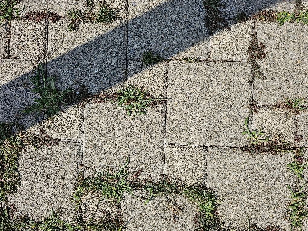 Bodenbeläge: Verbund-Gartenplatten – Gebraucht aus Stettfurt von and_fkr7