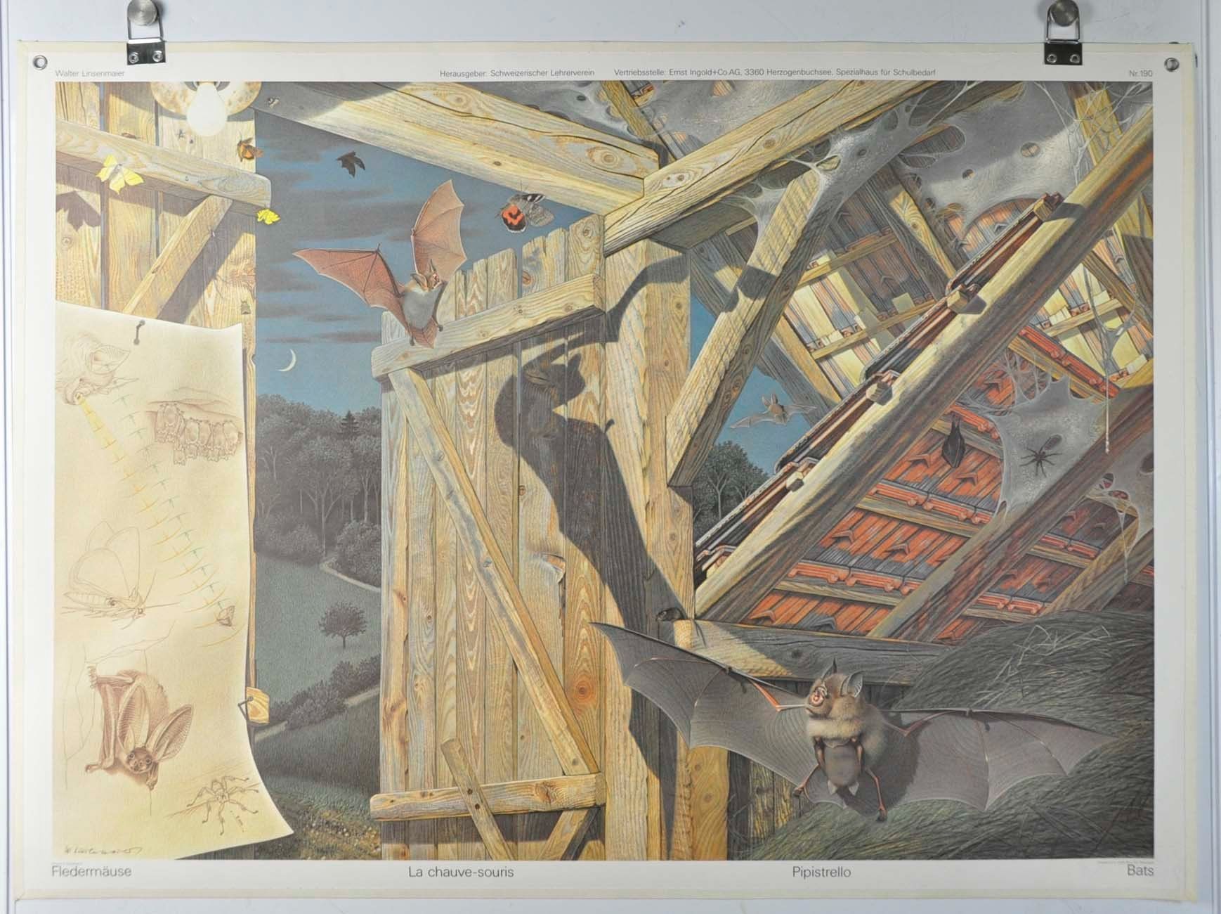 Foto & Immagini: Schulwandbild 190 Fledermäuse – Usato da Zürich venduto da danihell 1