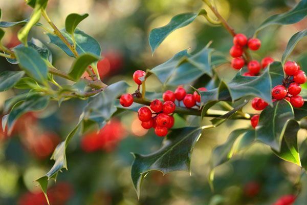 Piante & sementi: Houx 'Alaska'   (2 plants) – Nuovo (secondo la descrizione) da Bremblens venduto da FIBONACCI369 3