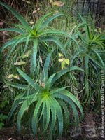 Aloe Arborescens - 100% biologisch kultivierte Heilpflanze