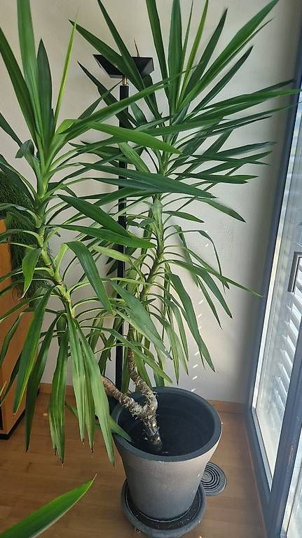 Pflanzen & Samen: Yucca Palme ca. 1.80 Meter – Gebraucht aus Obergerlafingen von Erebor 1