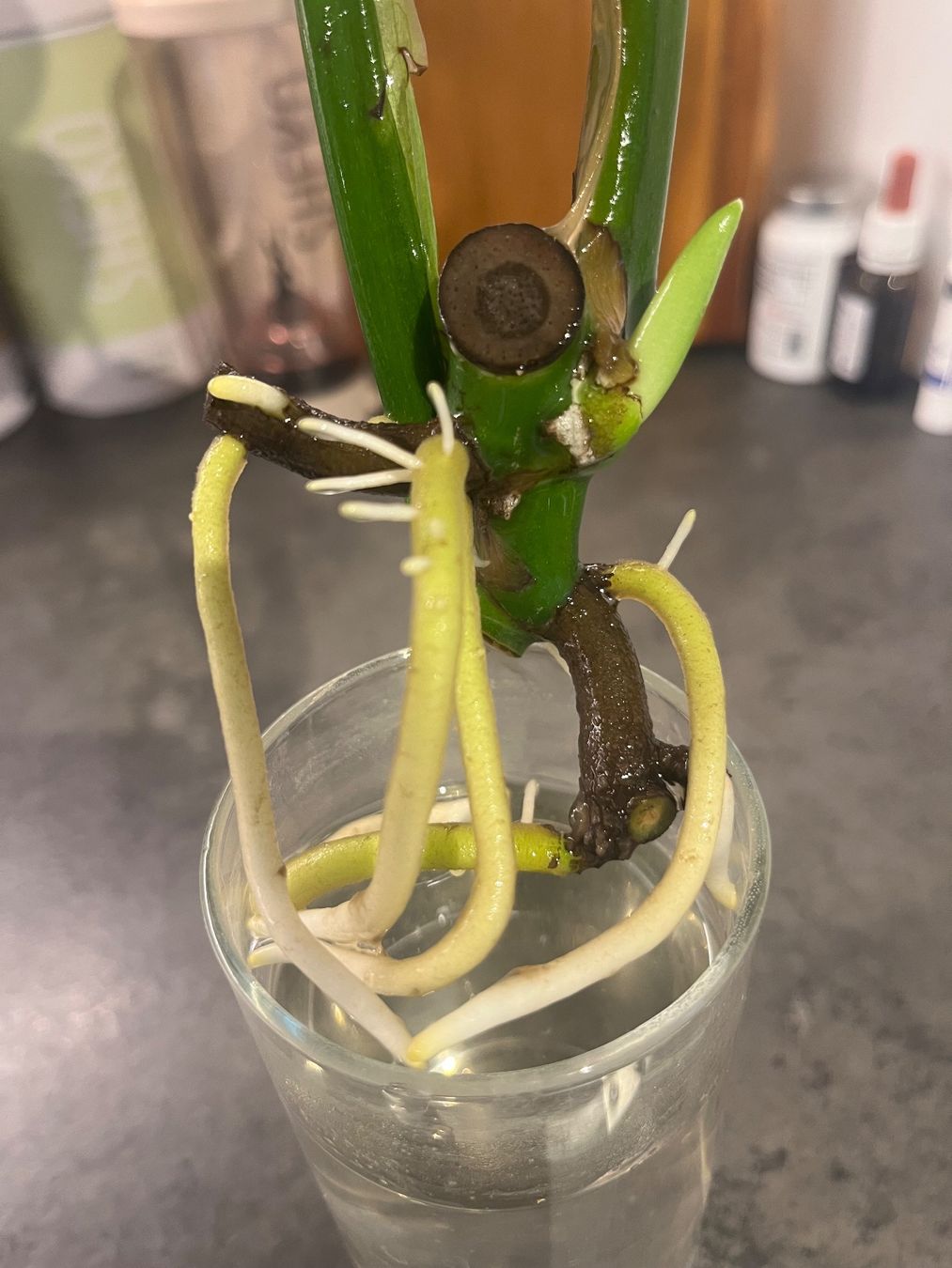 Piante & sementi: Monstera Deliciosa Ableger – Usato da Gebenstorf venduto da Shine_088 2