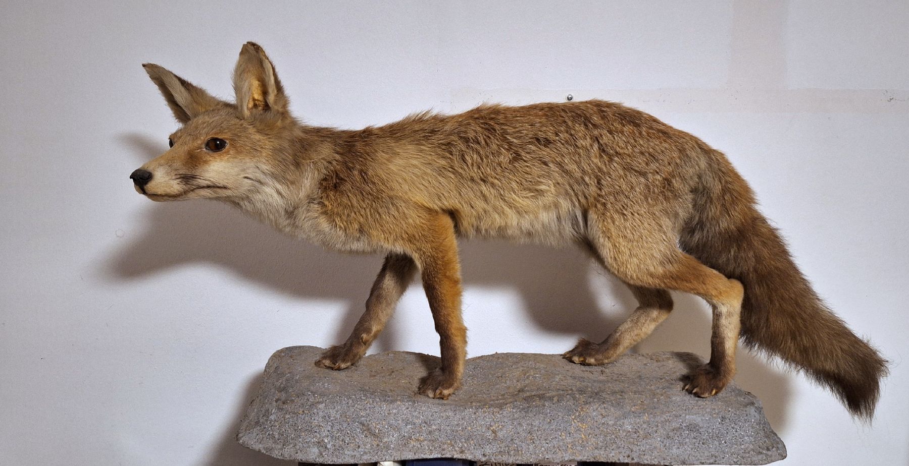 Il mondo degli animali: Sehr authentischer Fuchs/ Präparat – Usato da Emmenbrücke venduto da abu_9mj8 5