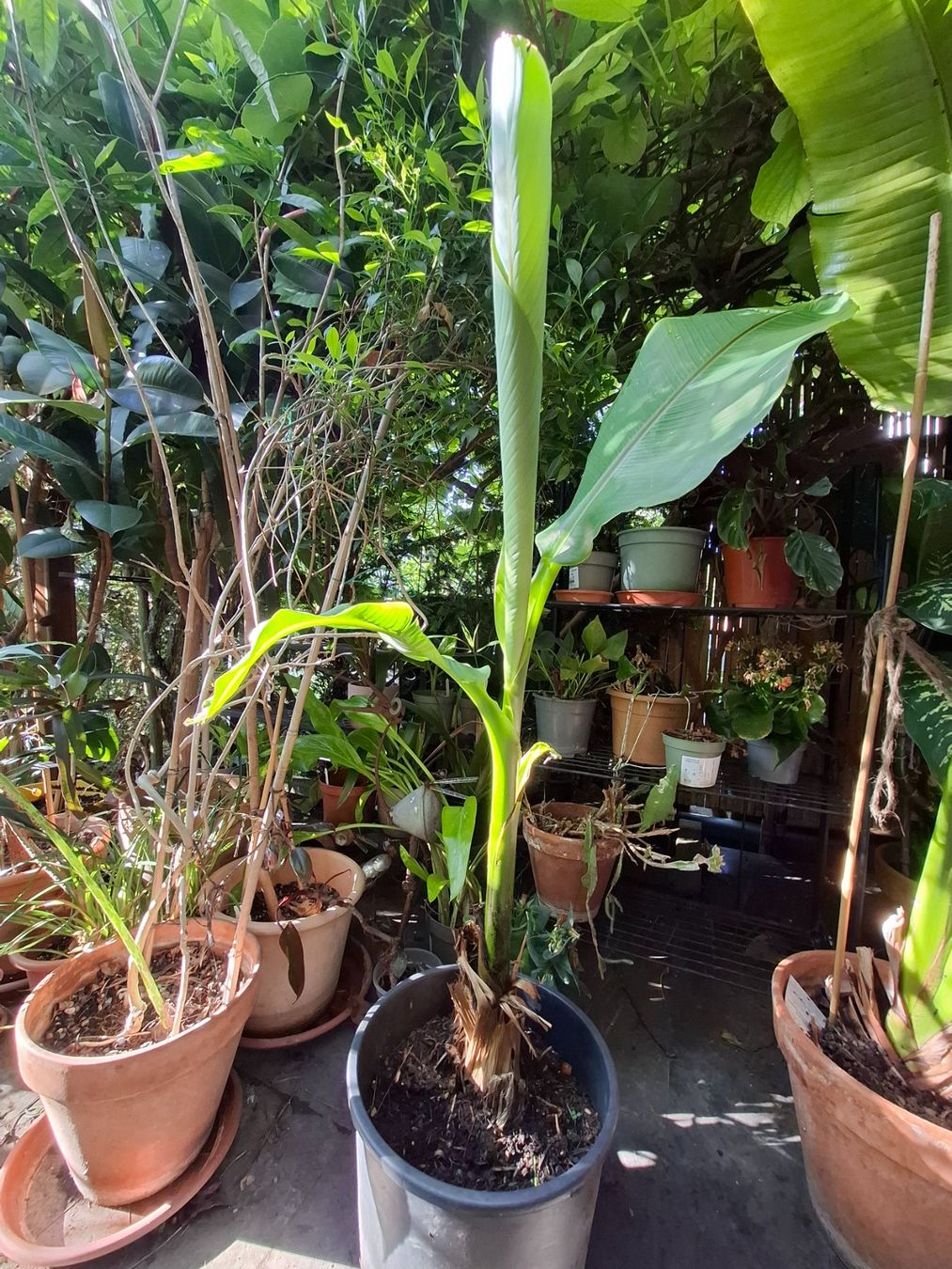 Piante & sementi: Winterharte Banane Musa basjoo – Usato da Zürich venduto da esap 3
