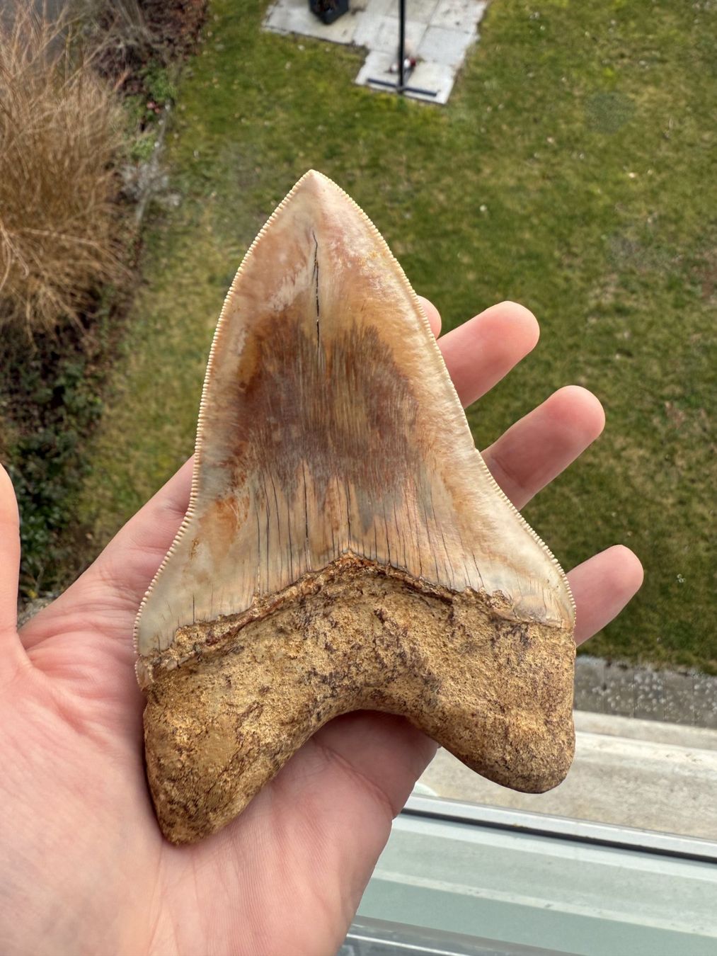 Fossili: Top Megalodon Zahn Indonesien – Usato da schüpfen venduto da rica122 3