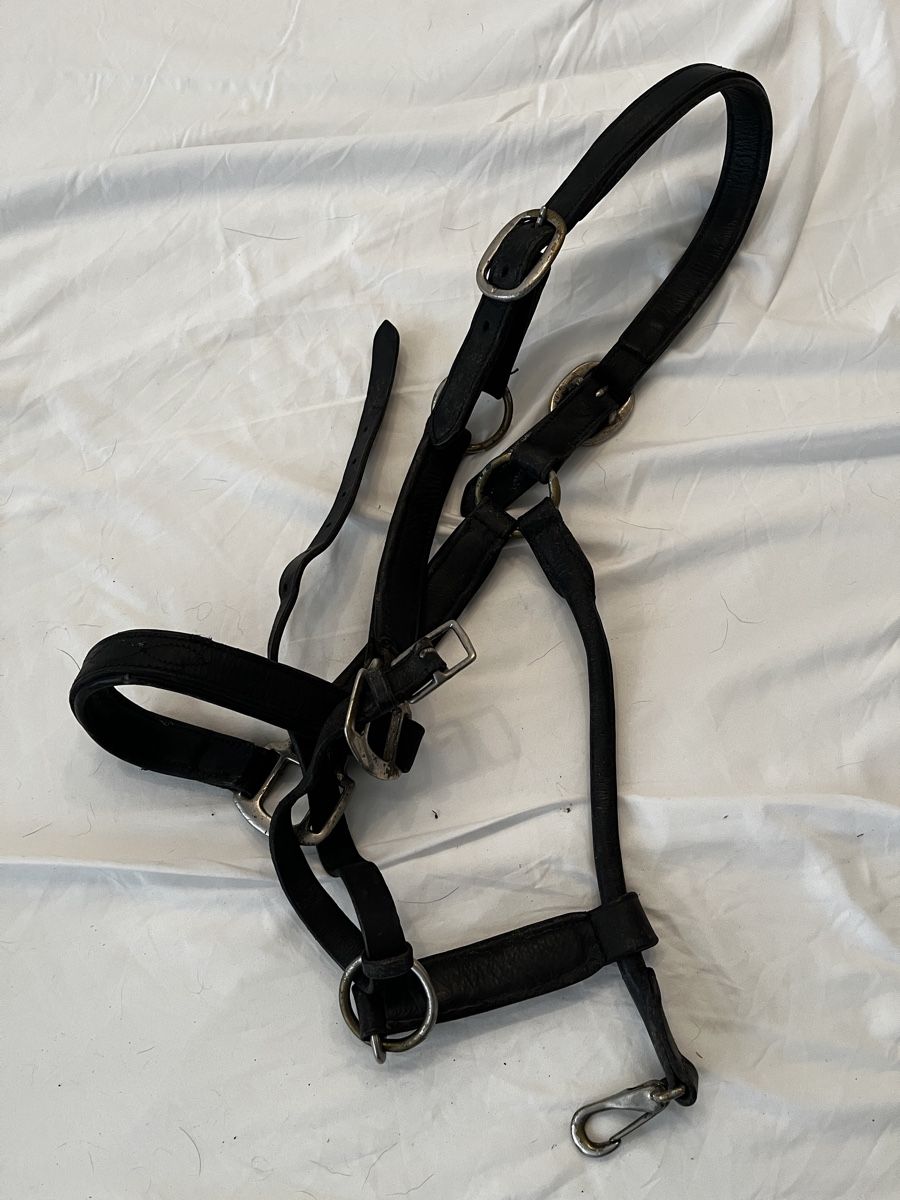 Selle & Accessori: Gebrauchte Reitausrüstung  – Usato da Kriegstetten venduto da sin_fp27 7