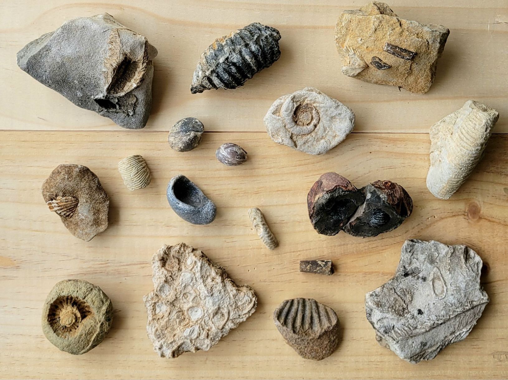 Fossili: Fossilien, diverse Arten, Spezien – Nuovo (secondo la descrizione) da Unterengstringen venduto da orpheo13