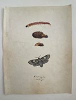 Schmetterling Buch lose Orig. Aquarell/Gouache 19.h  32x24cm