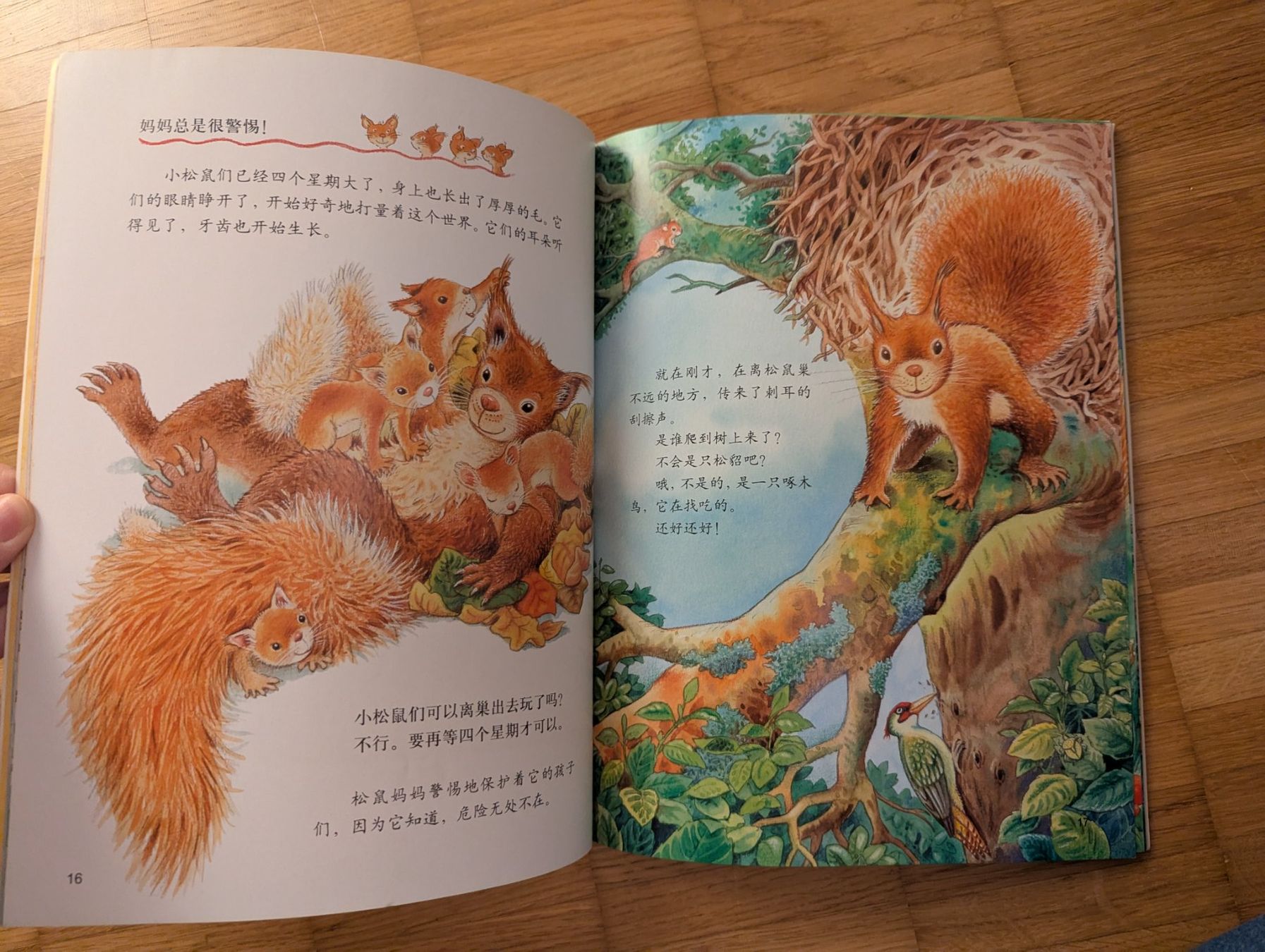 Libri: Chinesisches Kinderbuch: Das Leben eines Eichhörnchens – Usato da JONA venduto da gin_yl55 2